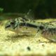 Corydoras habrosus