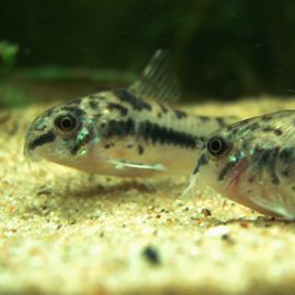 Corydoras habrosus