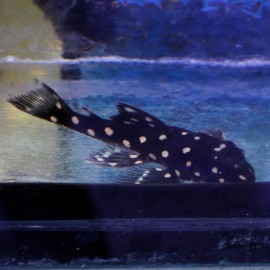 L 201 Orinoco angel pleco