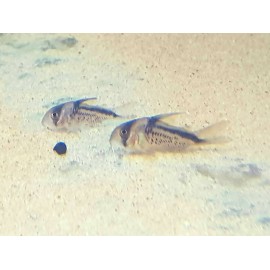 corydoras agassizi