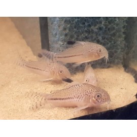 corydoras élégans