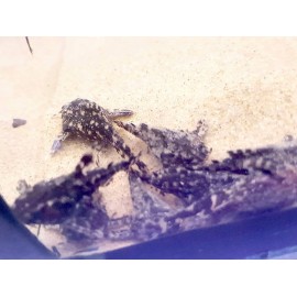 agamyxis pectifrons