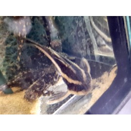 platydoras costatus