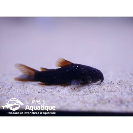 Corydoras sp. black venezuela 2,5 - 3 cm