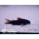 Corydoras sp. black venezuela 3 - 4 cm