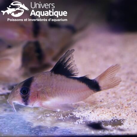 Corydoras metae - Colombie