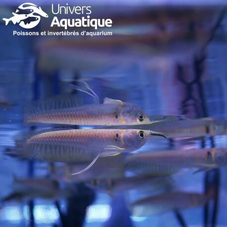 Osteoglossum bicirrhosum - Arowana - Colombie