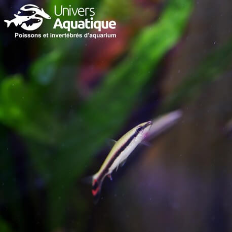 Nannostomus trifasciatus - Colombie