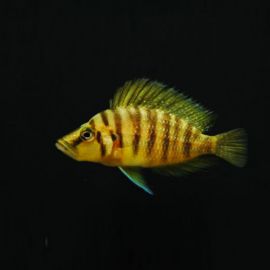 Altolamprologus compressiceps gold 3 - 4 cm