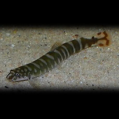 ABORICHTHYS SPECIES P