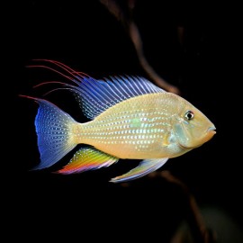 ACARICHTHYS HECKELII M 7CM
