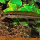 Acestrorhynchus falcatus 7 - 9 cm