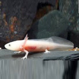 Ambystoma mexicanum gold albino 5 - 7 cm