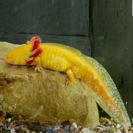 Ambystoma mexicanum gold albino pearl 12-15 cm