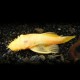 Ancistrus albino 2 - 2,5 cm