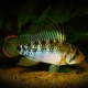 Apistogramma Baenschi - Inca L