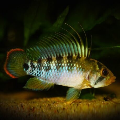 Apistogramma Baenschi - Inca L