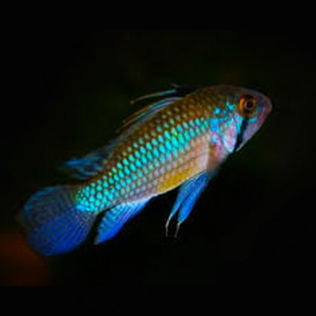 Apistogramma norberti 4 - 5 cm