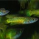 Aplocheilus lineatus gold 4 - 5 cm