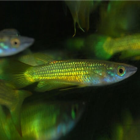 Aplocheilus lineatus gold 4 - 5 cm