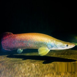 ARAPAIMA GIGAS 10-15 CM VENTE SOUS CITES ANNEXE II B (15NL230271/11)