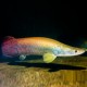 ARAPAIMA GIGAS 15-20 CM VENTE SOUS CITES ANNEXE II B (15NL230271/11)