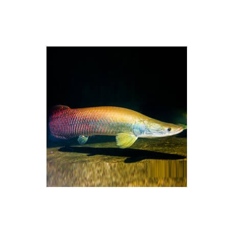 ARAPAIMA GIGAS 15-20 CM VENTE SOUS CITES ANNEXE II B (15NL230271/11)