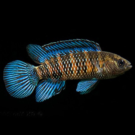 Badis badis blue 2,5-3cm