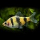 BARBUS FASCIATUS L "SAUVAGE" 5-6CM