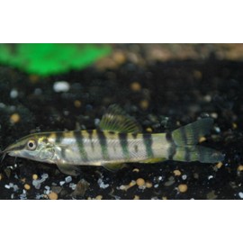 BOTIA BERDMOREI "SAUVAGE" M 8CM