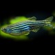 Brachydanio rerio ZEBRA DANIO LONG FIN M