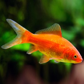 Carassius auratus red 14 - 16 cm