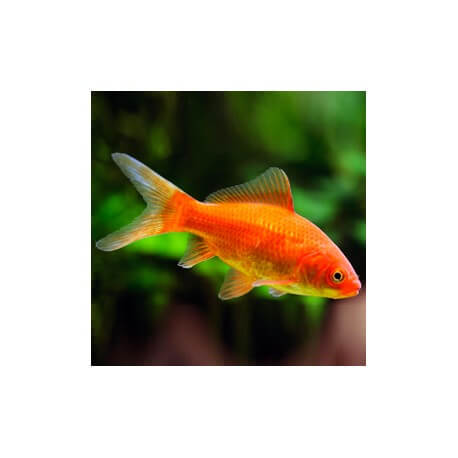 Carassius auratus red 16 - 18 cm