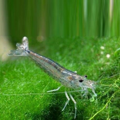 CREVETTE GRISE/CARIDINA JAPONICA L 4-5CM