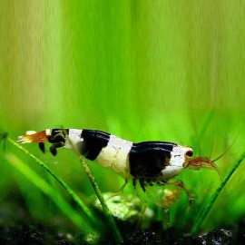 Caridina sp. Black & white crystal 2 - 2,5