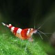 Caridina sp. crystal red 2 - 2,5