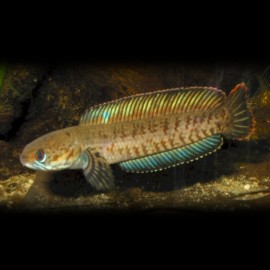 Channa gachua bengal 7 - 10 cm