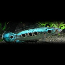 CHANNA PLEUROPHTHALMA XL 15-20CM