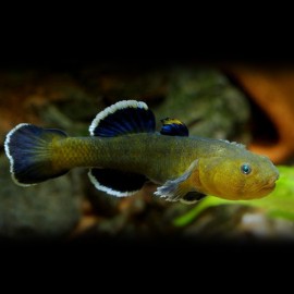 CHLAMYDOGOBIUS EREMIUS M