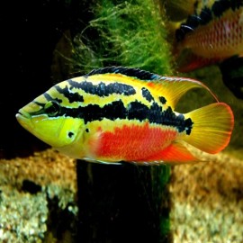 CICHLASOMA SALVINI S 4.5CM