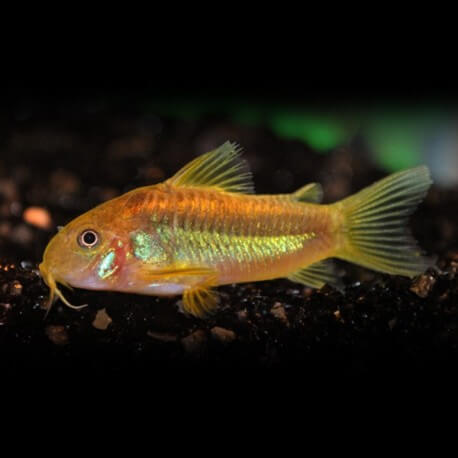 Corydoras aeneus peru gold strip 3 - 4 cm