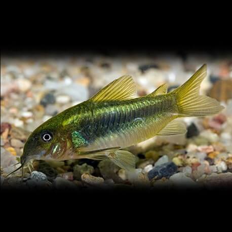 Corydoras aeneus red neon 3 cm