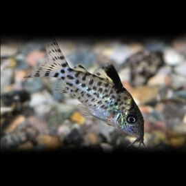 CORYDORAS AGASSIZII L