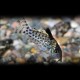 CORYDORAS AGASSIZII M 3,5CM