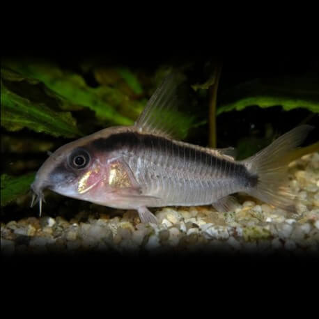 CORYDORAS ARCUATUS P/M