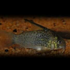 Corydoras armatus 3 - 4 cm