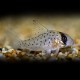 Corydoras atropersonatus 2 - 3 cm