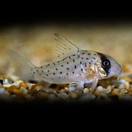 Corydoras atropersonatus 2 - 3 cm