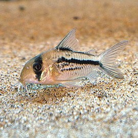 CORYDORAS AXELRODI M 2.5-3.5