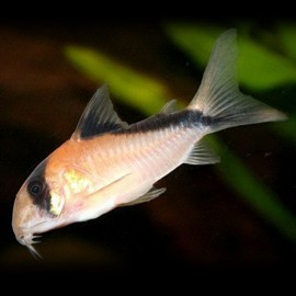 Corydoras davidsandsi 3 - 4 cm